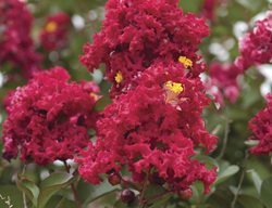 Dynamite, Red Crape Myrtle
Millette Photomedia
