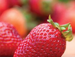 Earliglow Strawberry, Red Fruit
Burpee
Warminster, PA