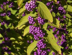 Early Amethyst, Callicarpa Dichotoma, Purple Berries
Millette Photomedia
