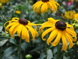 Early Bird Gold, Rudbeckia
Millette Photomedia

