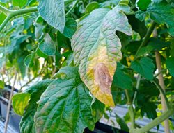 Early Blight Tomato Leaf, Diseased Tomato Leaf
Shutterstock.com
New York, NY