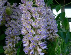 Early Bloom, Lilac Wisteria, Aunt Dee
Millette Photomedia
