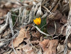 Early Blooming Bulb
Garden Design
Calimesa, CA