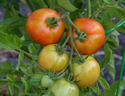 Early Girl Tomato, Growing Tomatoes, Homegrown Tomatoes
Shutterstock.com
New York, NY