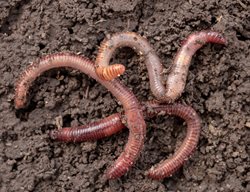 Earthworms On Soil, Worms
Shutterstock.com
New York, NY