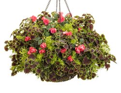 East Coast Swing, Container Recipe, Sedum
Proven Winners
Sycamore, IL