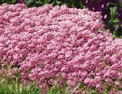 Easter Bonnet Alyssum, Deep Pink
Ball Horticultural Company
Chicago, IL