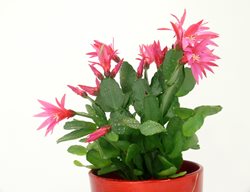 Easter Cactus, Rhipsalidopsis Gaetneri, Star-Shaped Flowers
Shutterstock.com
New York, NY