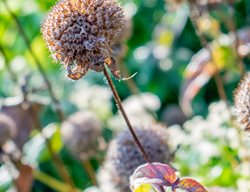 Eastern Beebalm, Monarda Bradburiana, Dried Seed Head
Garden Design
Calimesa, CA