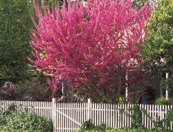 Eastern Redbud, Redbud In Bloom
Garden Design
Calimesa, CA