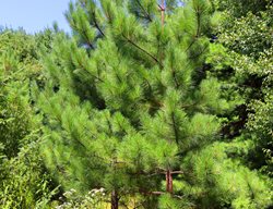Eastern White Pine Tree, Pinus Strobus
Shutterstock.com
New York, NY