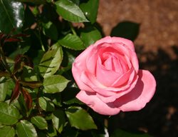 Easy Elegance Grandma's Blessing Rose, Rosa Hybrid, Pink Rose
Millette Photomedia
