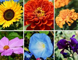 Easy Flowers, Beginner Flowers
Garden Design
Calimesa, CA