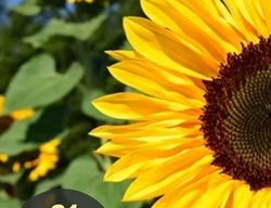 Easy Flowers To Grow, Sunflowers
Garden Design
Calimesa, CA