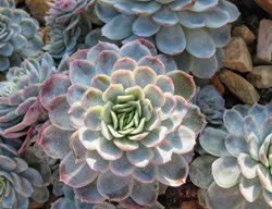 Echeveria Elegans, Mexican Snowball
Shutterstock.com
New York, NY