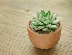 Echeveria, Hens And Chickens, Succulent Houseplant
Shutterstock.com
New York, NY