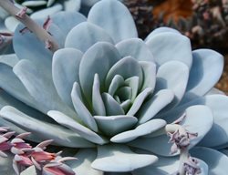 Echeveria Laui, La Roseta
Shutterstock.com
New York, NY