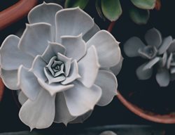 Echeveria Lilacina, Ghost Echeveria
Shutterstock.com
New York, NY
