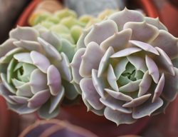 Echeveria Lola, Pink Succulent
Shutterstock.com
New York, NY