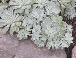 Echeveria
Millette Photomedia
