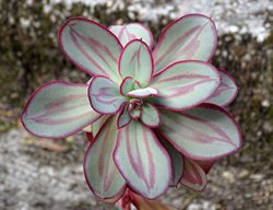 Echeveria Nodulosa, Painted Echeveria
Shutterstock.com
New York, NY