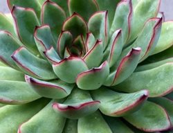 Echeveria Pulidonis, Pulido's Echeveria
Proven Winners
Sycamore, IL