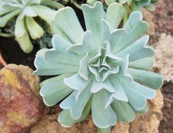 Echeveria Runyonii, Silver Spoons Echeveria
Shutterstock.com
New York, NY