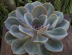 Echeveria Succulent, Perle Von Nurnberg
Shutterstock.com
New York, NY