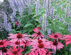 Echinacea, Agastache, Phlox
Plant Paradise Country Gardens
Caledon, ON