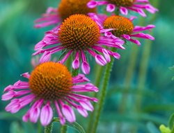 Echinacea All That Jazz, Lavender Coneflower
Garden Design
Calimesa, CA