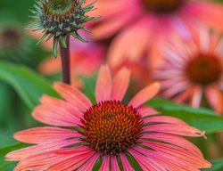 Echinacea Big Sky Sundown, Coneflower Sundown
Garden Design
Calimesa, CA