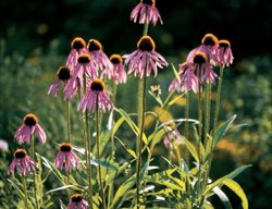 Echinacea, Coneflowers, Drought
Garden Design
Calimesa, CA