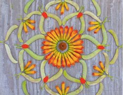 Echinacea-Etal
Garden Design
Calimesa, CA