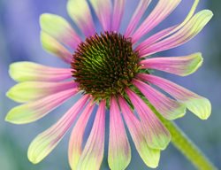 Echinacea Green Envy, Bicolor Coneflower
Garden Design
Calimesa, CA