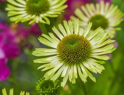 Echinacea Green Jewel, Coneflower Green Jewel
Garden Design
Calimesa, CA