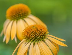 Echinacea Harvest Moon, Yellow Coneflower
Garden Design
Calimesa, CA