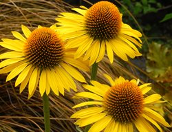 Echinacea Maui Sunshine, Prairie Pillars
Terra Nova Nurseries, Inc.
Canby, OR