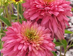Echinacea Pink Poodle, Double Coneflower
Terra Nova Nurseries, Inc.
Canby, OR