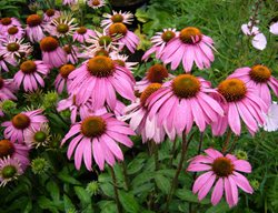 Echinacea Purpurea, Coneflower
Pixabay
