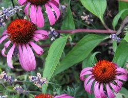 Echinacea Purpurea Magnus
Johnsen Landscapes & Pools
Mount Kisco, NY