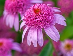  Echinacea Razzmatazz, Pink Coneflower
Garden Design
Calimesa, CA