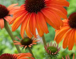 Echinacea Tangerine Dream, Orange Coneflower
Garden Design
Calimesa, CA