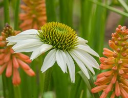 Echinacea White Swan, White Coneflower
Garden Design
Calimesa, CA