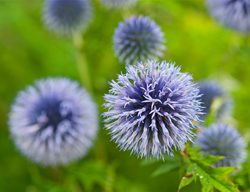 Echinops, Globe Thistle
Garden Design
Calimesa, CA