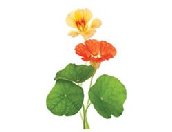 Eco Friendly Pest Control 
Garden Design
Calimesa, CA