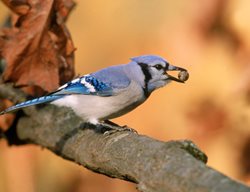 Ecology
Garden Design
Calimesa, CA