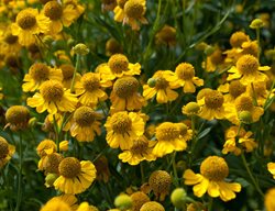 Ecology
Garden Design
Calimesa, CA