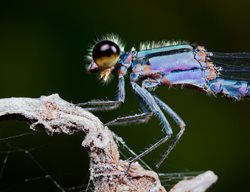 Ecology In The Garden
Garden Design
Calimesa, CA