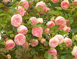 Eden Rose, Climbing Rose, Rambling Rose
Garden Design
Calimesa, CA