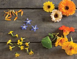 Edible Flowers
Garden Design
Calimesa, CA